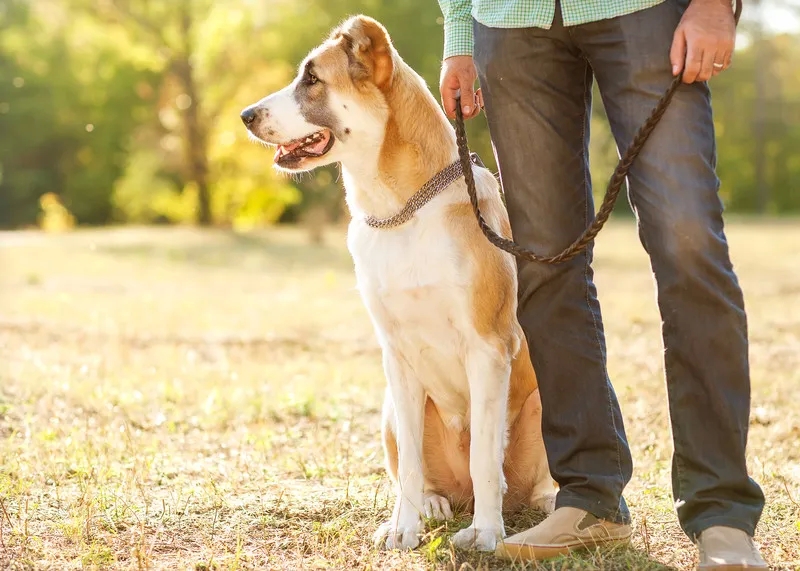 How to Crate Train Your Puppy for a Happier and Safer Home