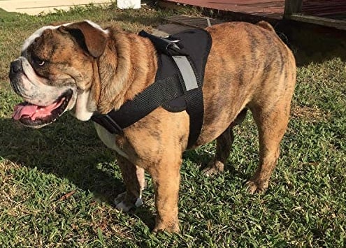 How No pull dog harness Keeps Your Dog Safe?