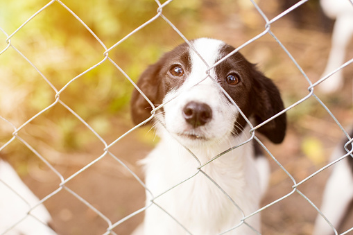 Pros and Cons of an Underground Pet Fence