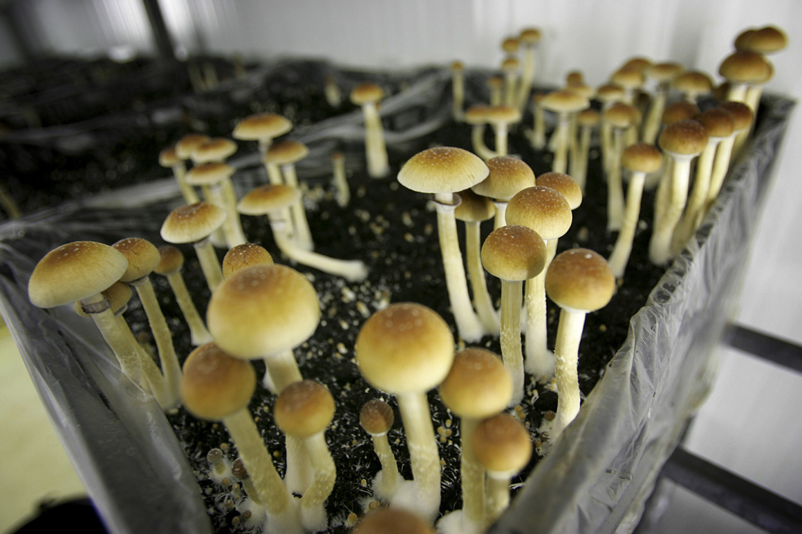 The key benefits of Mushrooms in DC