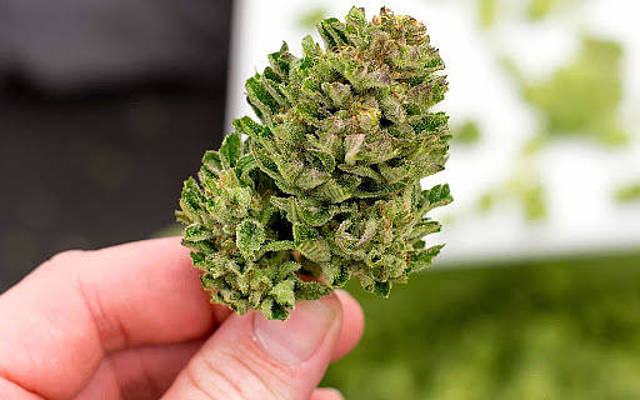 Buy Weed in Bulk and Save Money with Buy weed online