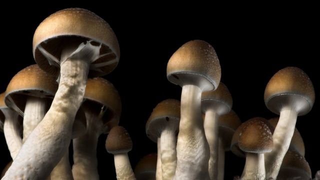 Magic Mushrooms: A Window into Altered States of Consciousness