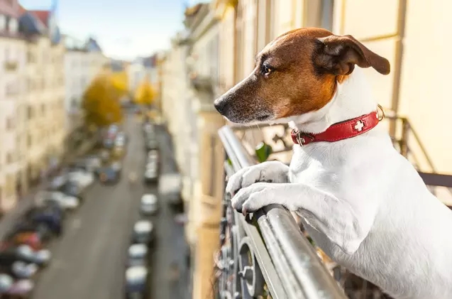 FAQs About Family pet-Beneficial Condominiums: Your Issues Addressed!
