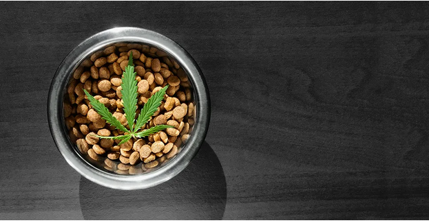 Customizing Your Dog’s CBD Experience with Flavorful Treats