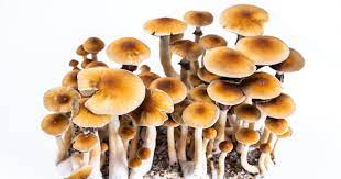 Shrooms DC: Nature’s Gift for Mind and Soul