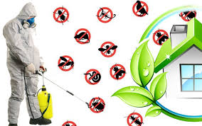 Why Cockroach Disinfection Is Essential for Hygiene